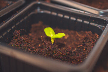A close up of sprouts in a small container with soil planted while gardening