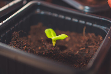 A close up of sprouts in a small container with soil planted while gardening