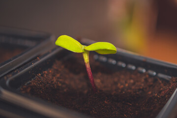 A close up of sprouts in a small container with soil planted while gardening