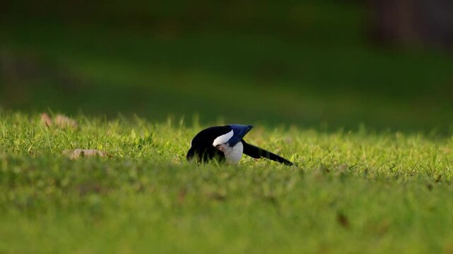 plan vid&eacute;o d'une pie bavarde en hiver cherchant sa nourriture au sol , avec zoom arri&egrave;re sur l'oiseau
