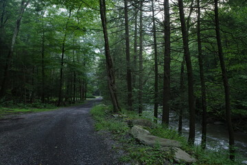creekside forest 
