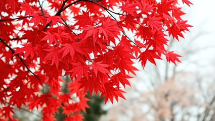Vivid Red Maple Leaves Branch Autumn Nature