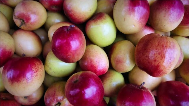 jujube, chhena, or ber 