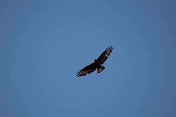 eagle in flight