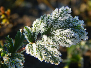 ice crystals on plant