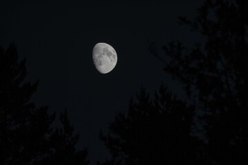 moon in the night at forest