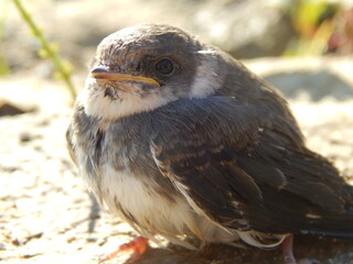 small bird