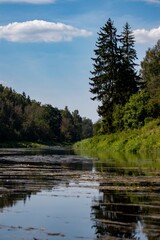 Fototapeta premium river Venta in the forest