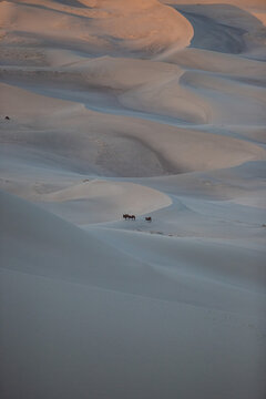 Khongor Sand Dunes in the Gobi Desert of Mongolia. Vast golden sand dunes stretching across the desert landscape, surrounded by mountains and showcasing the unique beauty of one of Mongolia&rsquo;s most ico