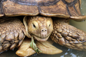 Giant Yellow-Footed Tortoise walking free on land. Big Turtles at the Zoo