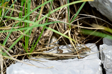 Mauereidechse - Weibchen // common wall lizard - female (Podarcis muralis albanica) - Lovcen Nationalpark, Montenegro