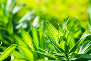 Closeup nature view of green leaf on sunlight using as background and fresh ecology wallpaper concept
