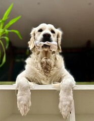 golden retriever holding a sock