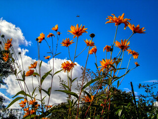 Very nice yellow Rudbeckias in a park. You can see a bee flying over the flowers. The place is marvellous and very sunny, with blue sky. It's spring or summer.