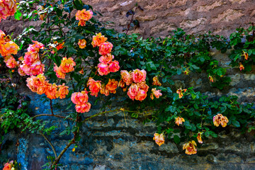 Superb cluster of orange and pink roses on an old stone wall. The photo was taken in a small, very rural French village on the wall of a farm.