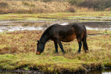 wild horse grazing in a field