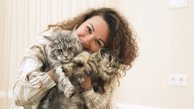 Beautiful woman with curly hair holds two big gray cats in her hands. Two fluffy Maine Coons in the hands of a woman.