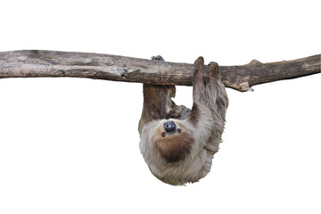 Cute two-toed sloth hanging on tree branch isolated on transparent background png file © Passakorn