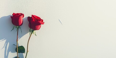 Two red roses arranged as a symbol of love for valentines day