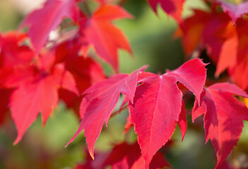 A close-up shot of bright red leaves