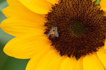 Bee on Sunflower in a Bright Summer Garden