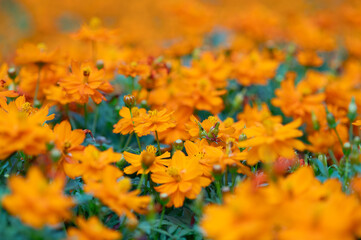 Bright orange flowers blooming in a garden during summer