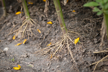 Young flower roots spread out on rich soil 