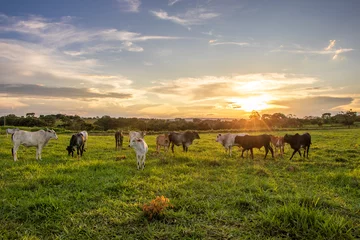Fototapete Rund cattle in the pasture with the sunset © Raulzito Moura