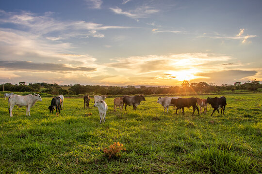 cattle in the pasture with the sunset