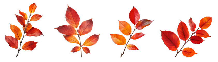 Fototapeta premium Red and orange autumn leaves on branch against isolated on a white or transparent background, Cut out PNG