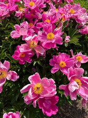 Spectacular blooming pink peony.Paeonia Dancing Butterflies with fragrant inflorescences and large yellow stamens in a summer flower garden. Nature background