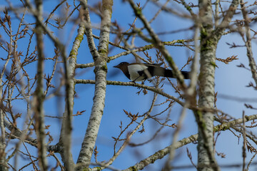 Pie bavarde dans un arbre