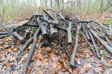 Pile of branches and logs creating shelter in forest