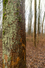 Close up of tree trunk with moss and lichen growing in forest
