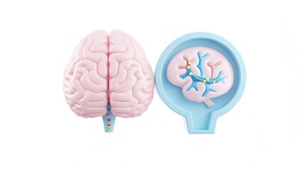 A brain model displayed alongside a smaller brain illustration, highlighting neural connections and brain structure for educational purposes.