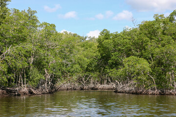 Mangrove, trees in a coastal swamp wetland. Everglades National Park, Florida