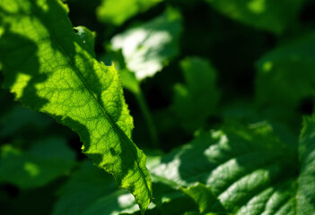 A close-up shot of vibrant green leaves