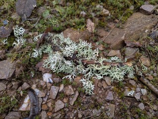Lichen dans les bois