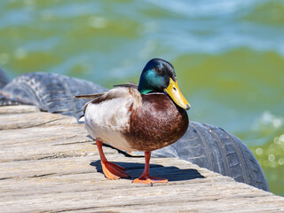 Fauna in the Albufera of Valencia, Spain
