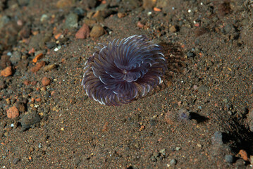 spirografo del genere Bispira, dentro sabbia vulcanica nera