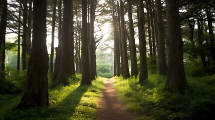 Obraz premium Sunlit Path Through A Majestic Forest Of Tall Trees