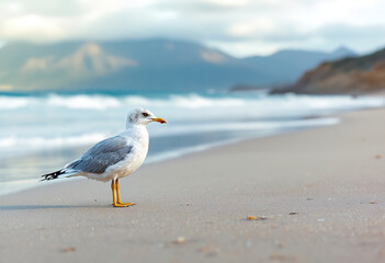 A young seagull standing on a sandy beach, with the ocean and mountains in the background