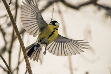 Great tit taking off