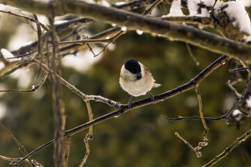 Marsh tit