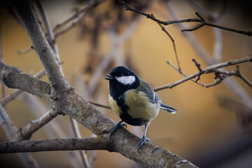 Great tit © Rickard