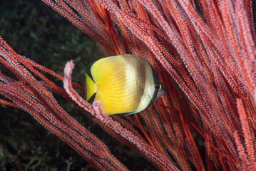 Pesce farfalla dalle labbra nere, Chaetodon kleinii, nascosto in un corallo rosso © Massimo