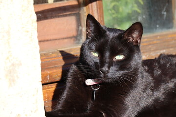young cute black cat in the sun