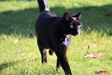 Mallard duck enjoying the Loire
