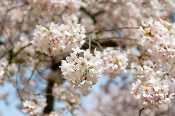 Obraz premium photo of blooming sakura bloom, selective focus. blooming sakura flower.