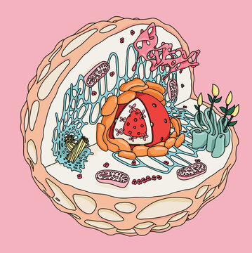 Biology Illustration of a Cell Structure